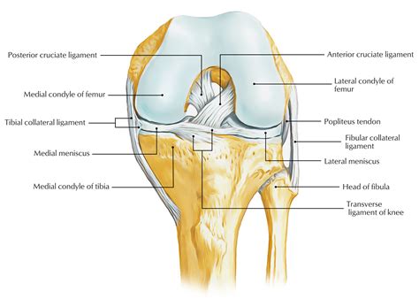 knee near sausalito|Knee joint: anatomy, ligaments and movements .
